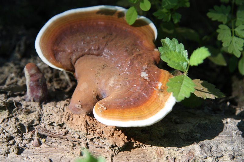 Lignicoli (Ganoderma resinaceum)
